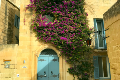 mdina_bougainvilla